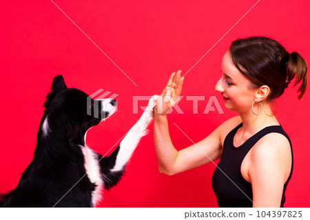 Portrait of female posing with a border collie in studio, yellow and red background Portrait of female posing with a border collie in studio, yellow and red background 104397825