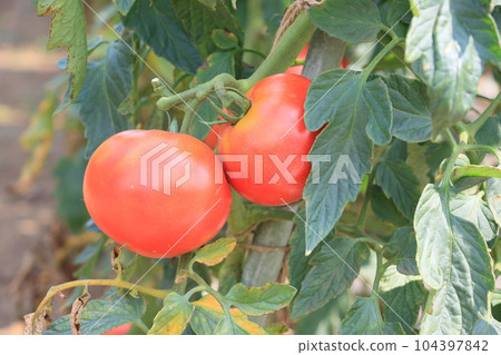 Red tomatoes Fresh and delicious tomatoes Summer vegetables 104397842