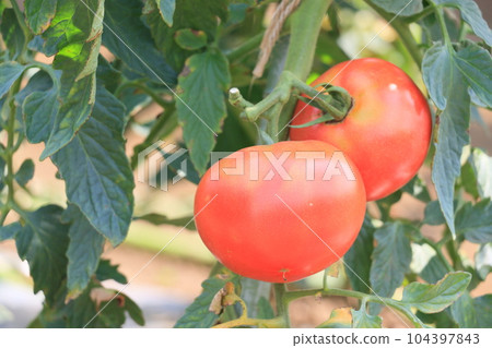 Red tomatoes Fresh and delicious tomatoes Summer vegetables 104397843
