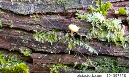 Mushrooms growing on fallen trees Mushrooms growing on fallen trees 104397858