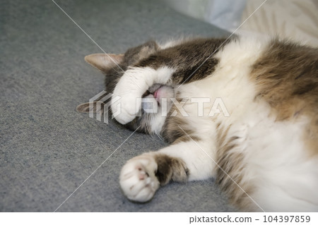 the cat sleeps peacefully covering his muzzle with his paw, enjoying the cat's sleep the cat sleeps peacefully covering his muzzle with his paw, enjoying the cat's sleep 104397859
