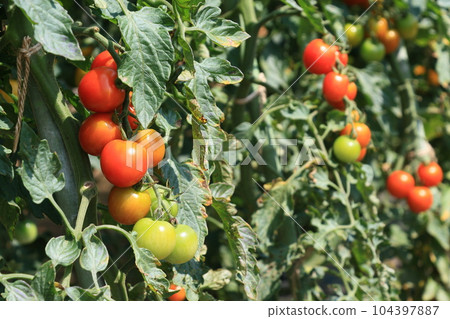 Red tomato, fresh and delicious tomato, summer vegetable, mini tomato Red tomato, fresh and delicious tomato, summer vegetable, mini tomato 104397887