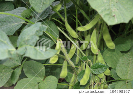 Green soybeans green soybeans green soybeans waiting to be harvested Green soybeans green soybeans green soybeans waiting to be harvested 104398167