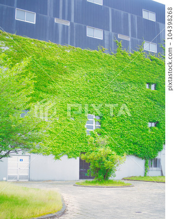 初夏的三條市珍珠金屬體育場 104398268