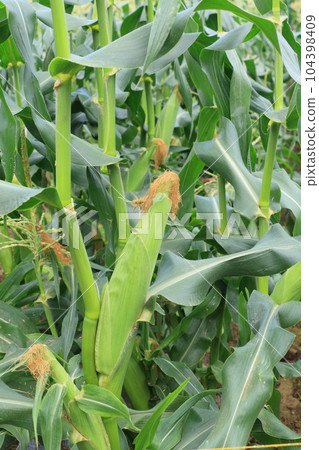 Corn, corn, cane, corn, summer vegetables 104398409
