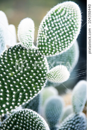 landscape of kew gardens in england 104398440