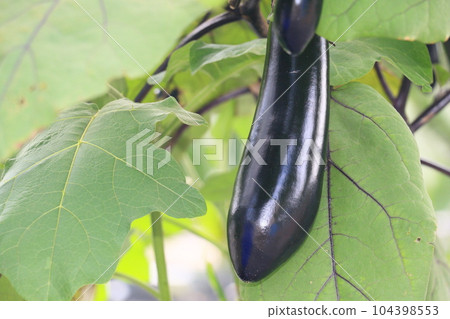茄子 茄子 茄子 夏季蔬菜 時令蔬菜 104398553