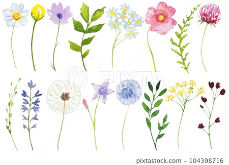Collection of meadow flowers and herbs, set of watercolor wildflowers Collection of meadow flowers and herbs, set of watercolor wildflowers 104398716