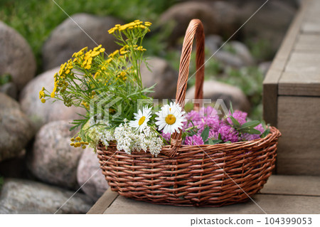 Medicinal herbs in a wicker basket on wooden steps Medicinal herbs in a wicker basket on wooden steps 104399053