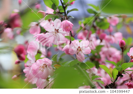 溫柔的顏色凱多 104399447