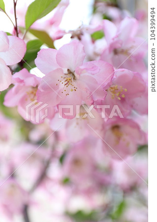 Gentle color kaido Gentle color kaido 104399494