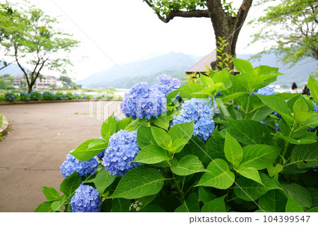 hydrangea hydrangea 104399547