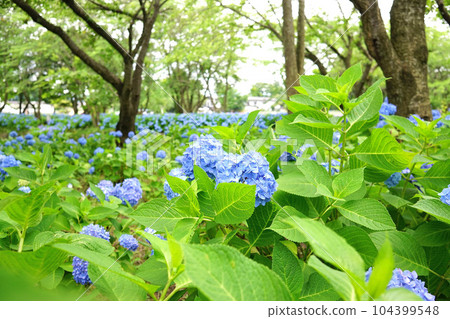 hydrangea hydrangea 104399548