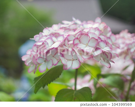 Hydrangea at Koshoji Temple, Sanjo City 104399569