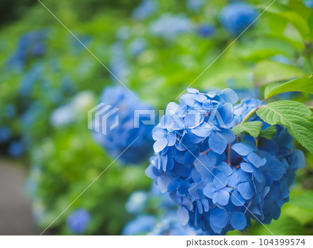 三條市興勝寺的繡球花 三條市興勝寺的繡球花 104399574