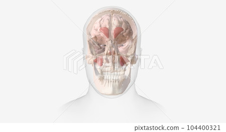 Sinus headaches are a type of headache characterized by a dull ache or pain around the forehead, eyes, nose, and cheeks. Sinus headaches are a type of headache characterized by a dull ache or pain around the forehead, eyes, nose, and cheeks. 104400321