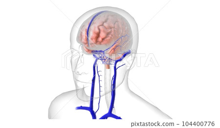 Anatomy of the Brain and vasculature 104400776