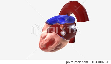 The heart is a muscular organ located in the midline of the thoracic cavity. 104400781