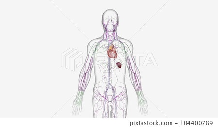 The lymphatic system is a network of organs, tissues, vessels an 104400789