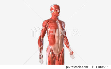 The muscular system contains all muscles that connect to bones a 104400866
