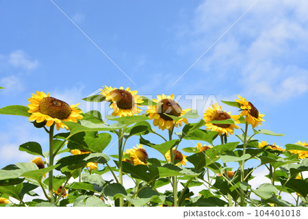 炎熱的夏天，向日葵盛開的形象 104401018