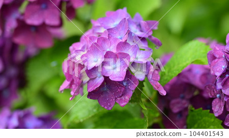 Hydrangea with raindrops Hydrangea with raindrops 104401543