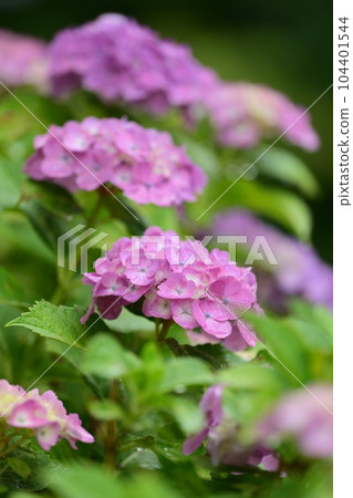 Hydrangea with raindrops Hydrangea with raindrops 104401544