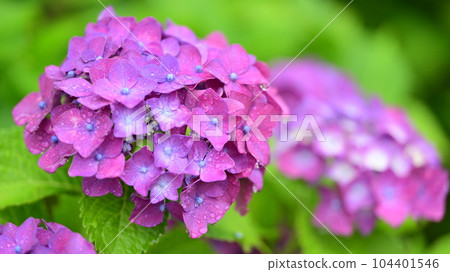 繡球花與雨滴 104401546