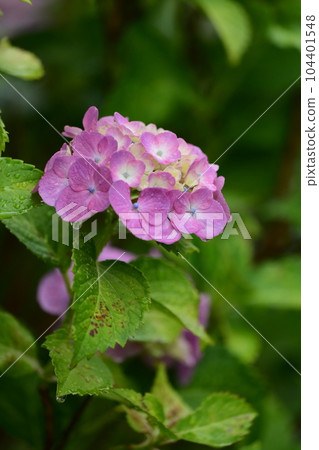 繡球花與雨滴 104401548