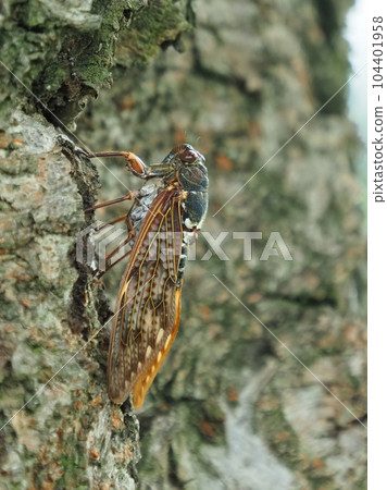 Summer vacation image (Abra seminar) 104401958