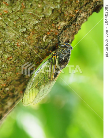 Summer vacation image (Kumazemi) Summer vacation image (Kumazemi) 104402098