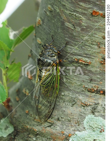 暑假形象（Kumazemi） 104402100