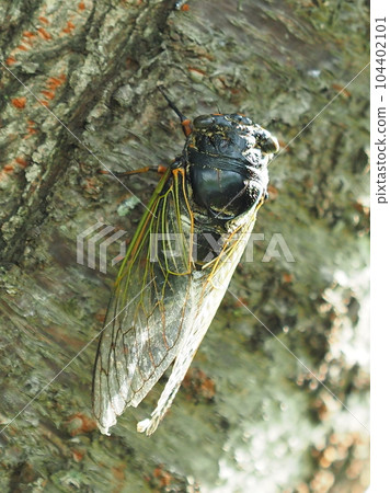 暑假形象（Kumazemi） 104402101