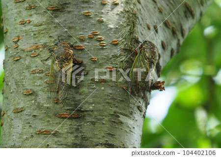 Summer vacation image (Kumazemi) Summer vacation image (Kumazemi) 104402106