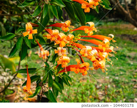 Group of blooming orange trumpet flowers or Pyrostergia venusta hanging in a vine. 104403178