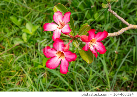 High angle view of three blooming desert roses or plumeria or Adenium obesum flowers. High angle view of three blooming desert roses or plumeria or Adenium obesum flowers. 104403184