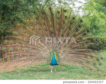 孔雀開屏 孔雀開屏 104403357