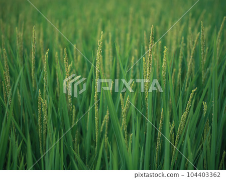 green spike 104403362