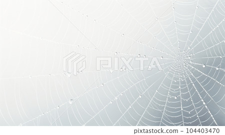 Background of spider web image: detailed CG 104403470