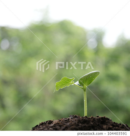 Small growing tree sprout closeup 104403591