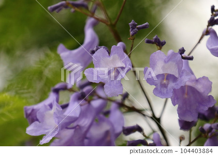 Jacaranda that blooms purple flowers in early summer 104403884
