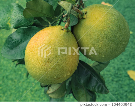 Citron Citron 104403948