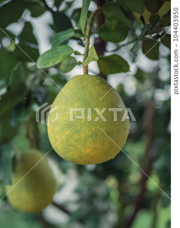 Citron Citron 104403950