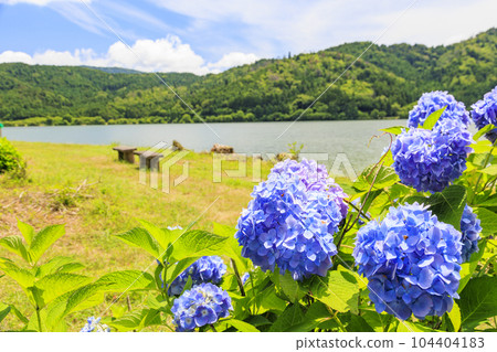 約戈湖繡球花園裡滿是面孔 104404183