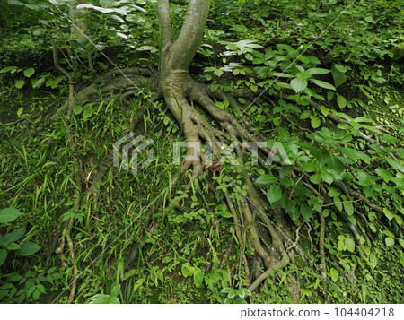 樹根 104404218