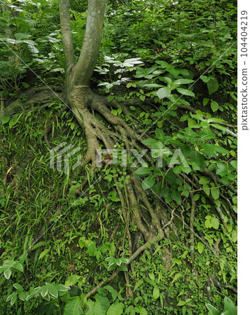 樹根 104404219