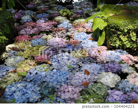 Kamakura Hasedera Hydrangea Floating on Manji Pond Kamakura Hasedera Hydrangea Floating on Manji Pond 104404221