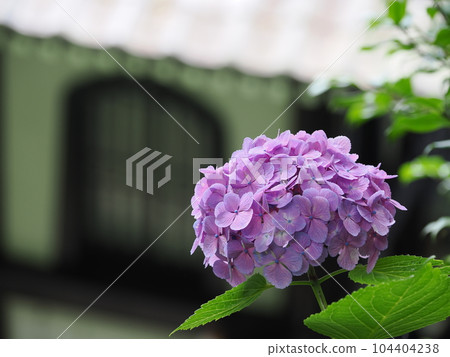 鎌倉長谷寺紫陽花散步道 104404238