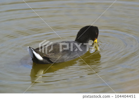 Red fronted Coot eating in a lagoon, Patagonia, Argentina Red fronted Coot eating in a lagoon, Patagonia, Argentina 104404451