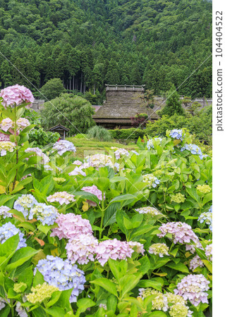 Miyama Kayabuki no Sato in early summer when hydrangeas bloom Miyama Kayabuki no Sato in early summer when hydrangeas bloom 104404522